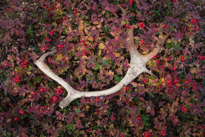 Palco di renna caduto tra foglie rosse e bacche nella tundra autunnale