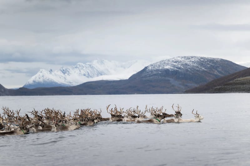 Branco di renne che attraversa a nuoto un fiordo della Norvegia