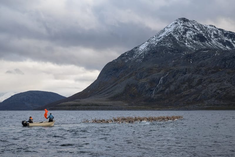 Barca dei Sami con una bandiera arancione che accompagna il branco di renne a nuoto sotto una montagna