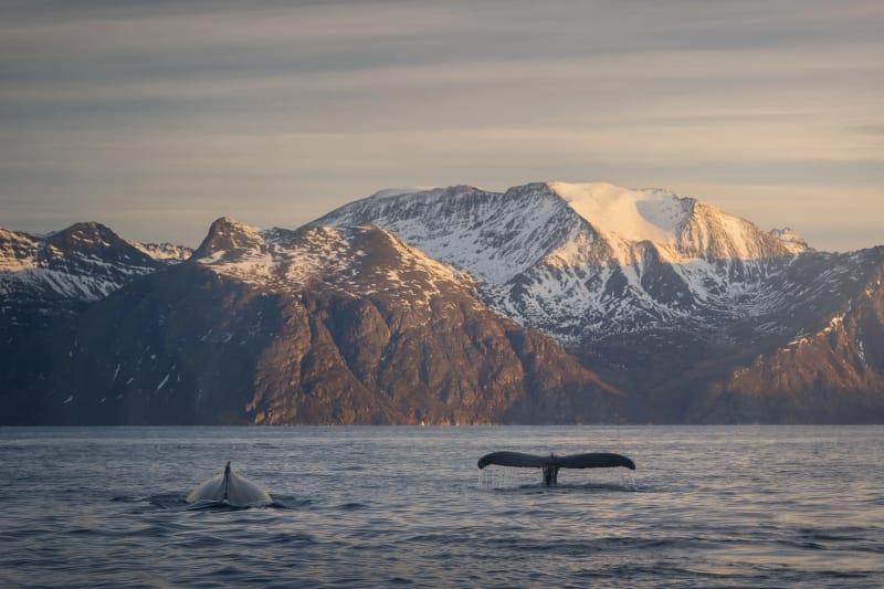Coda di balena che emerge dal mare davanti a montagne innevate al tramonto
