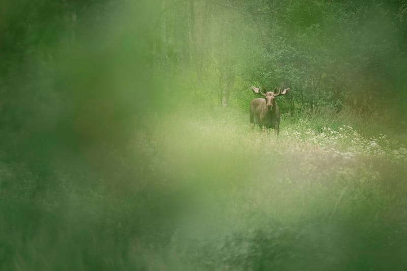 Alce maschio in una radura del bosco, incorniciato dal verde della vegetazione
