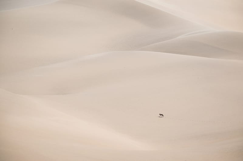 Sciacallo che attraversa le dune del deserto in Namibia
